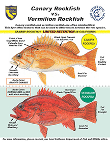 Flyer showing canary, vermilion, and yelloweye rockfish highlighting different ID markers